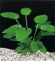 شینودوریوس شلوتری